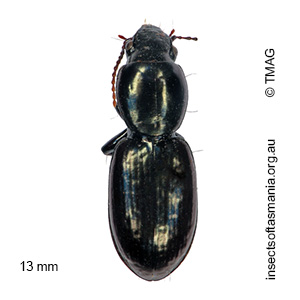 Promecoderus subdepressus
