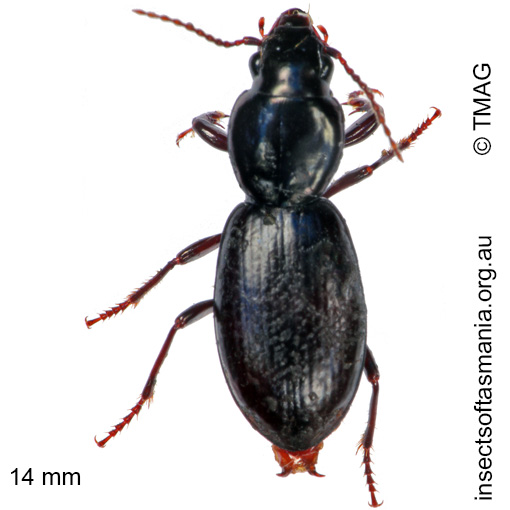 Species image