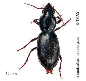 Acallistus tasmanicus