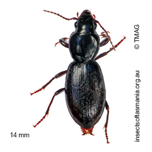Acallistus tasmanicus