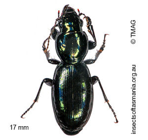 Promecoderus viridiaeneus