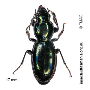 Promecoderus viridiaeneus