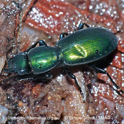 Species image