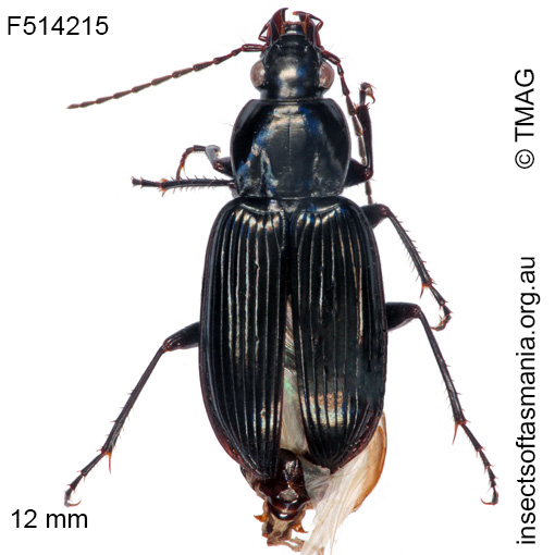 Species image