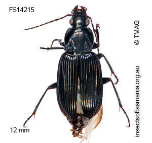 Pseudoceneus iridescens