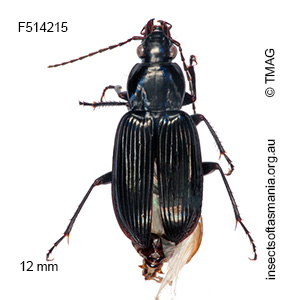 Pseudoceneus iridescens
