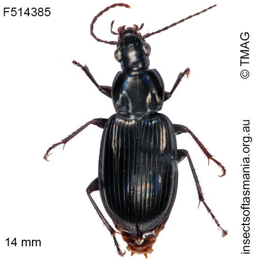 Species image