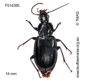 Pseudoceneus sollicitus