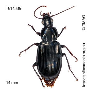 Pseudoceneus sollicitus