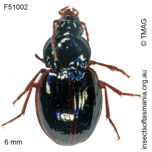 Species image