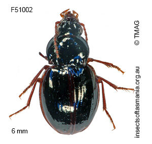 Pterocyrtus globosus
