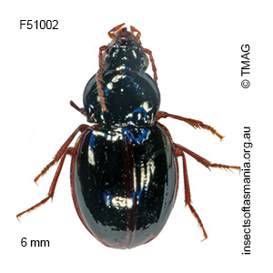 Pterocyrtus globosus