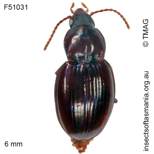 Species image