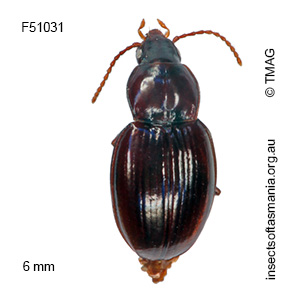 Pterocyrtus rubescens
