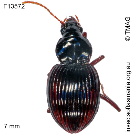 Species image