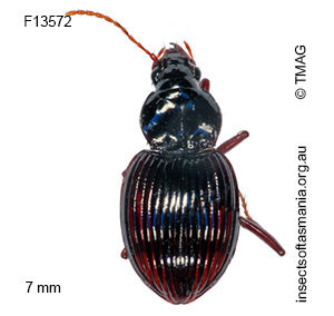 Pterocyrtus striatulus