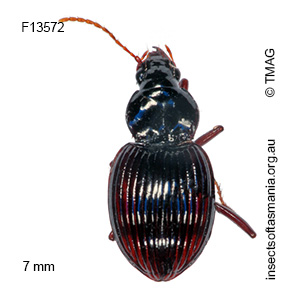 Pterocyrtus striatulus