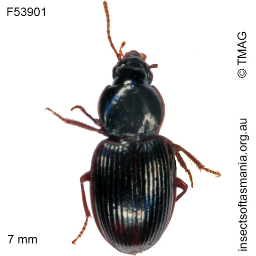 Species image