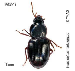 Pterogmus rufipes
