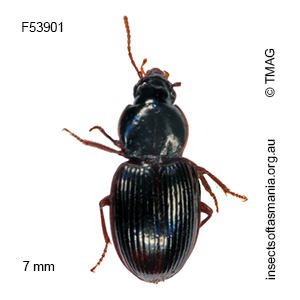 Pterogmus rufipes