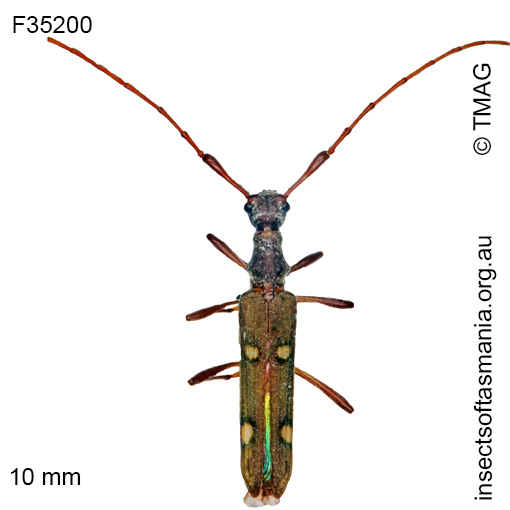 Species image