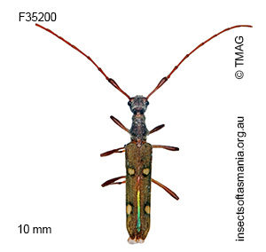 Quasiphneope quadrimaculata