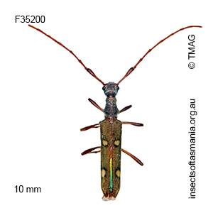 Quasiphneope quadrimaculata
