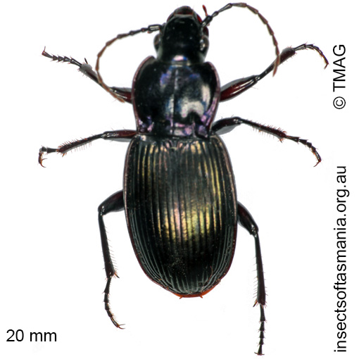 Species image