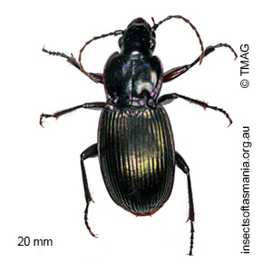 Rhabdotus floridus