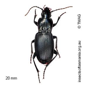 Rhabdotus reflexus