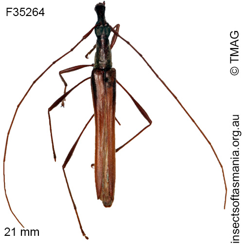 Species image