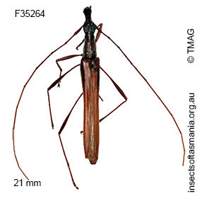 Rhinophthalmus nasutus