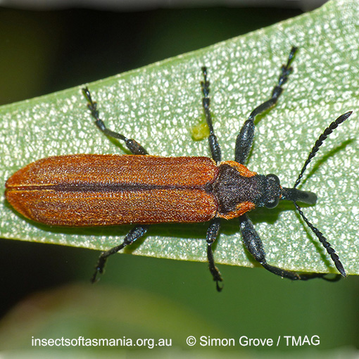 Species image