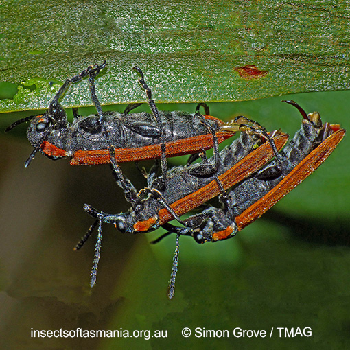 Species image