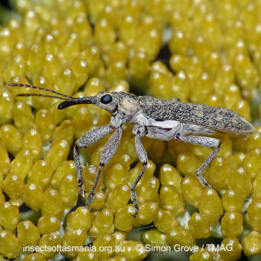 Species image