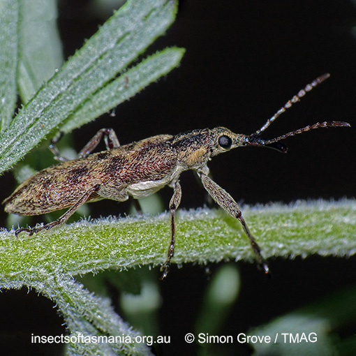 Species image