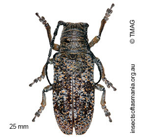 Rhytiphora mista