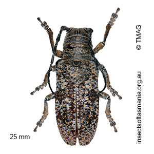 Rhytiphora mista