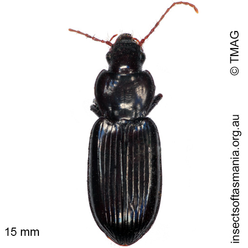 Species image