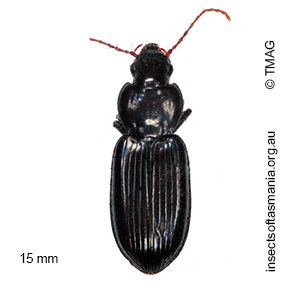 Rhytisternus cyathoderus