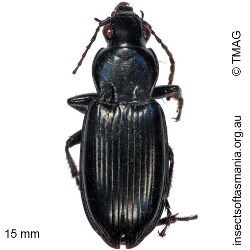 Species image