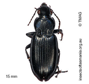 Rhytisternus liopleurus