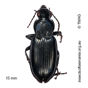 Rhytisternus liopleurus