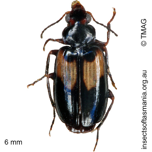 Species image