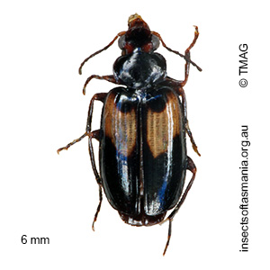 Sarothrocrepis civica