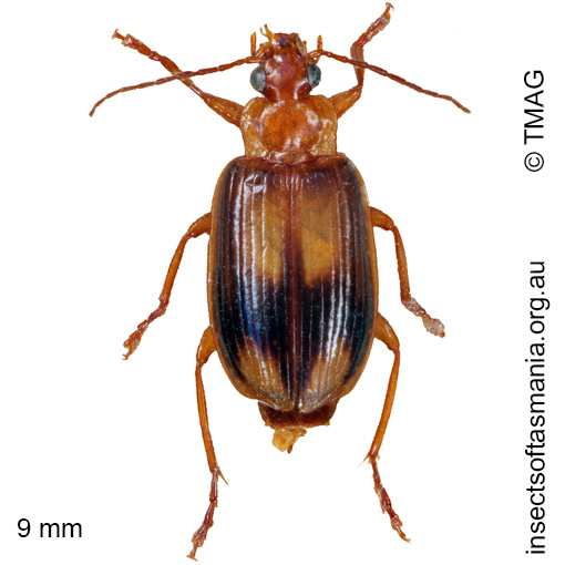 Species image