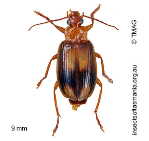 Sarothrocrepis corticalis
