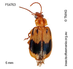 Sarothrocrepis gravis