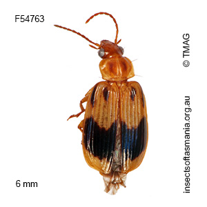 Sarothrocrepis gravis
