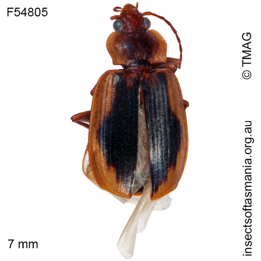 Species image
